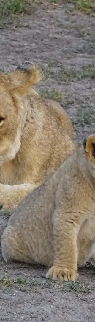 König der Tiere – Big 5